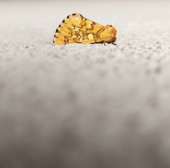 Chrysoecia dela