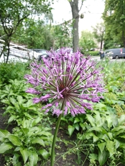 Allium jesdianum