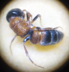 Paramyrmosa brunnipes