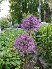 Allium jesdianum