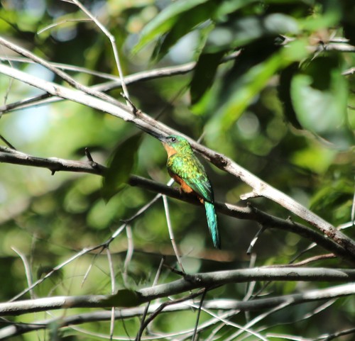 Green-tailed Jacamar