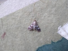 Hymeniini