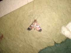 Hymeniini