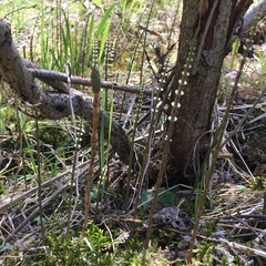 Equisetum sylvaticum
