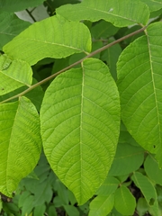 Juglans nigra