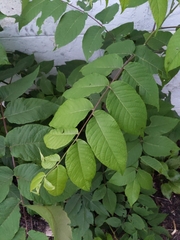 Juglans nigra