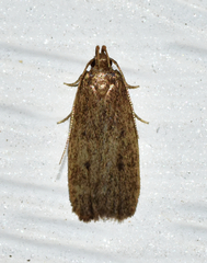Glyphidocera juniperella