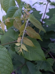 Juglans nigra