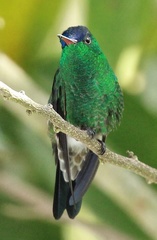 Saucerottia cyanifrons