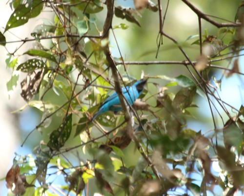 Blue Dacnis