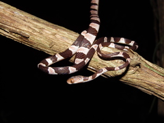Yucatan Blunthead Snake photo 4