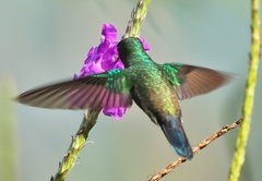 Saucerottia cyanifrons