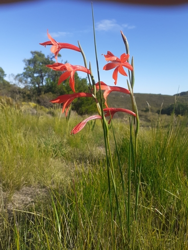 Image of Gladiolus watsonius by (c) Brian du Preez, some rights reserved (CC BY-SA)