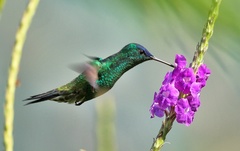 Saucerottia cyanifrons