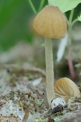 Galerina stordalii