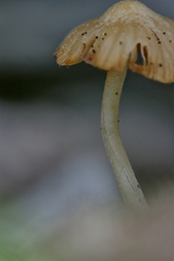 Galerina stordalii