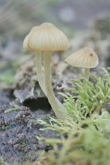 Galerina stordalii