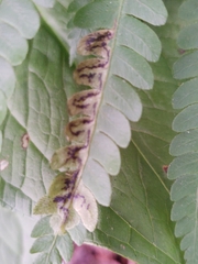 Chirosia filicis