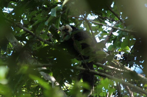 White-faced Saki