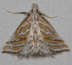 Leptosteges parthenialis