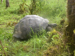 Chelonoidis niger porteri