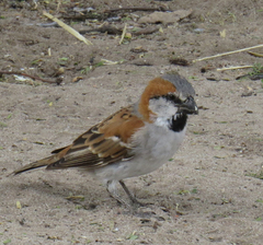 Passer motitensis