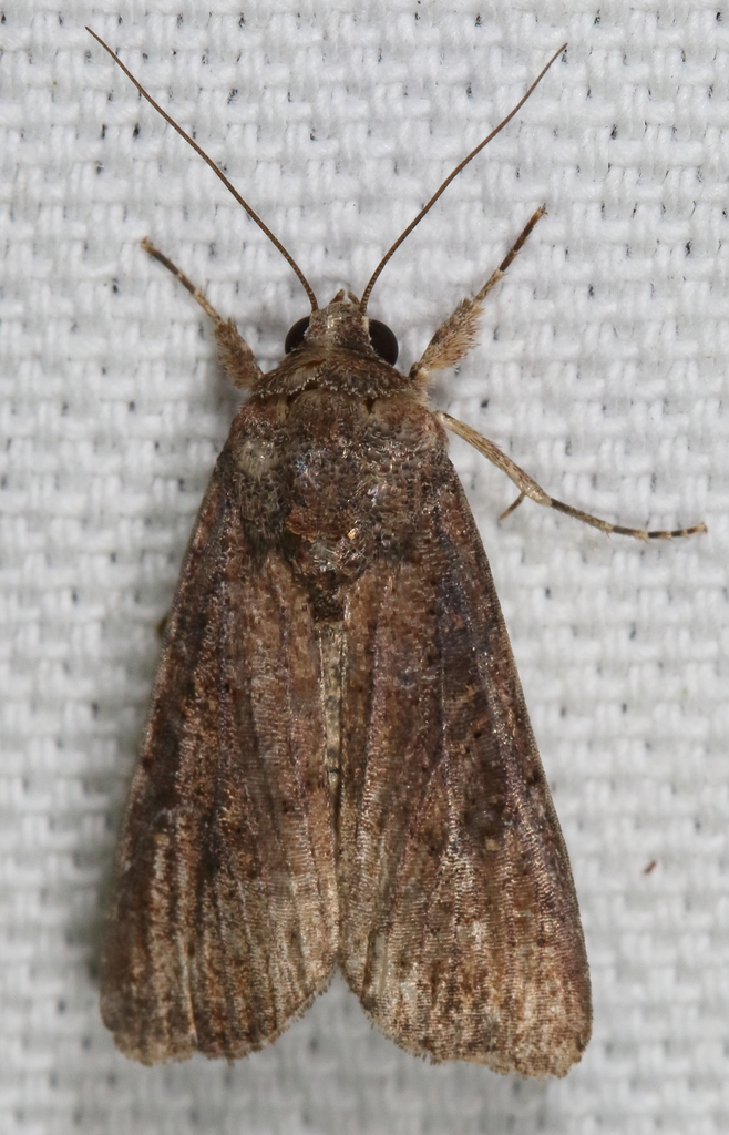 Fall Armyworm Moth from Trinity River National Wildlife Refuge, Liberty ...