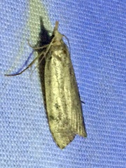 Macrochilo orciferalis