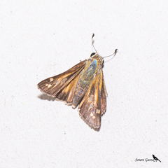 Atalopedes campestris huron