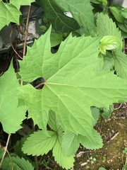Vitis riparia