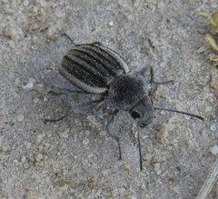 Somaticus