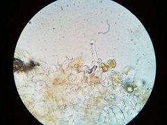 Galerina stordalii