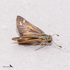 Atalopedes campestris huron