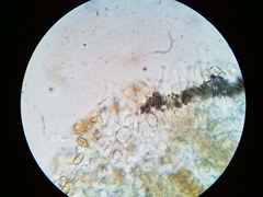 Galerina stordalii