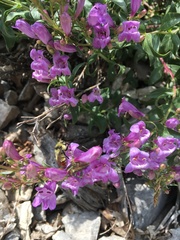 Penstemon platyphyllus