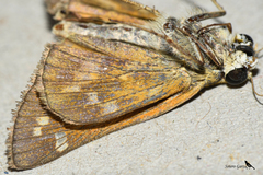 Atalopedes campestris huron