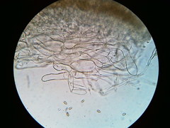 Galerina stordalii