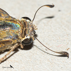 Atalopedes campestris huron