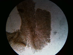 Galerina stordalii