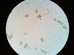 Galerina stordalii