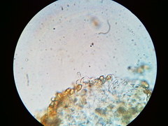 Galerina stordalii