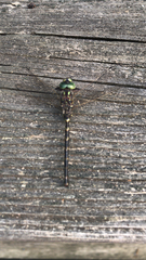 Gomphaeschna furcillata