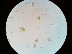 Galerina stordalii