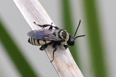 Triepeolus concavus
