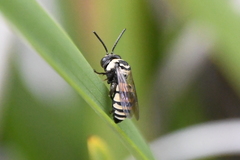 Triepeolus concavus