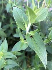 Brachiacantha ursina