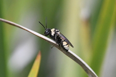 Triepeolus concavus