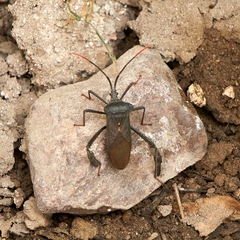 Acanthocephala thomasi