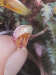 Pedicularis semibarbata