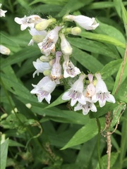 Penstemon digitalis